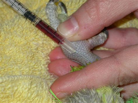 vet med drop test birds|bird blood collection procedure.